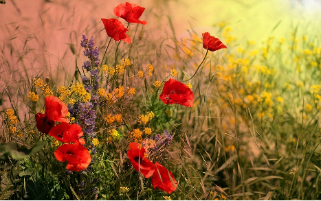 zdroj: www.pixabay.com, CCO